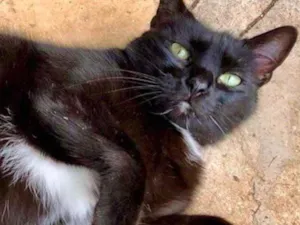Gato raça Srd Linda  idade 1 ano nome Luna um AMOR 