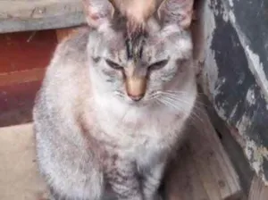 Gato raça Srd Linda  idade 1 ano nome Miss Tippy Urgente