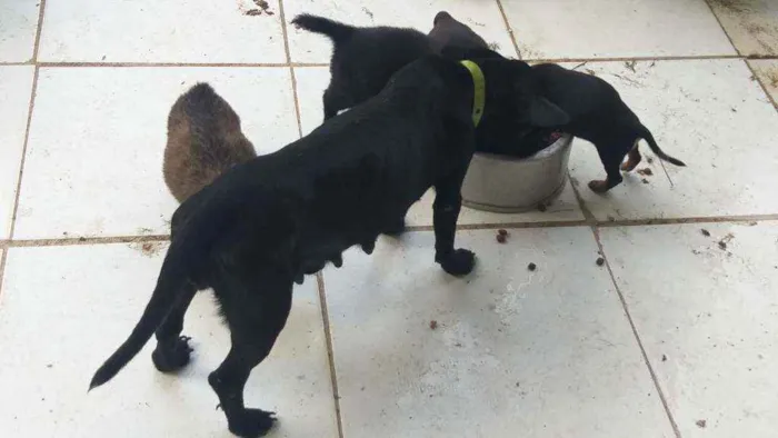 Cachorro raça Sem raça definida  idade 2 a 6 meses nome Sem nomes