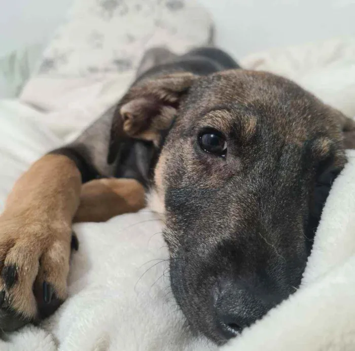 Cachorro ra a SRD-ViraLata idade 7 a 11 meses nome JOÃO GUILHERME