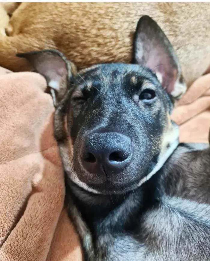 Cachorro ra a SRD-ViraLata idade 7 a 11 meses nome JOÃO GUILHERME