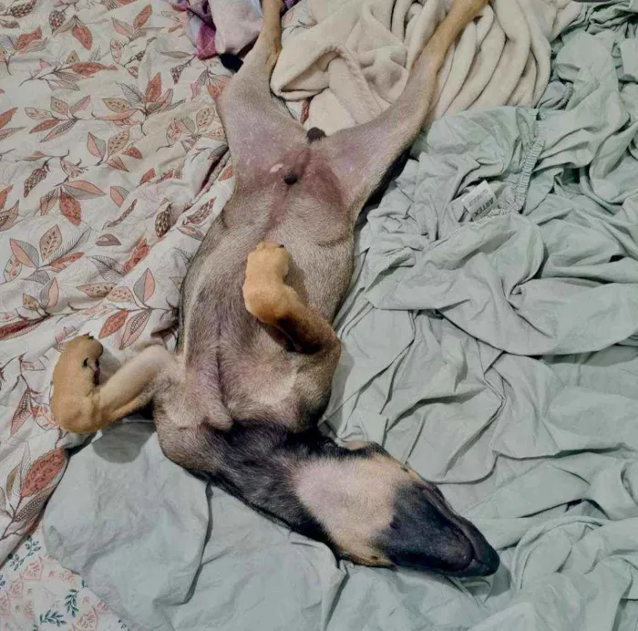 Cachorro ra a SRD-ViraLata idade 7 a 11 meses nome JOÃO GUILHERME