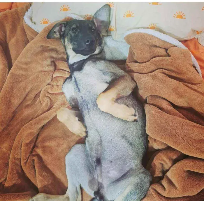 Cachorro ra a SRD-ViraLata idade 7 a 11 meses nome JOÃO GUILHERME