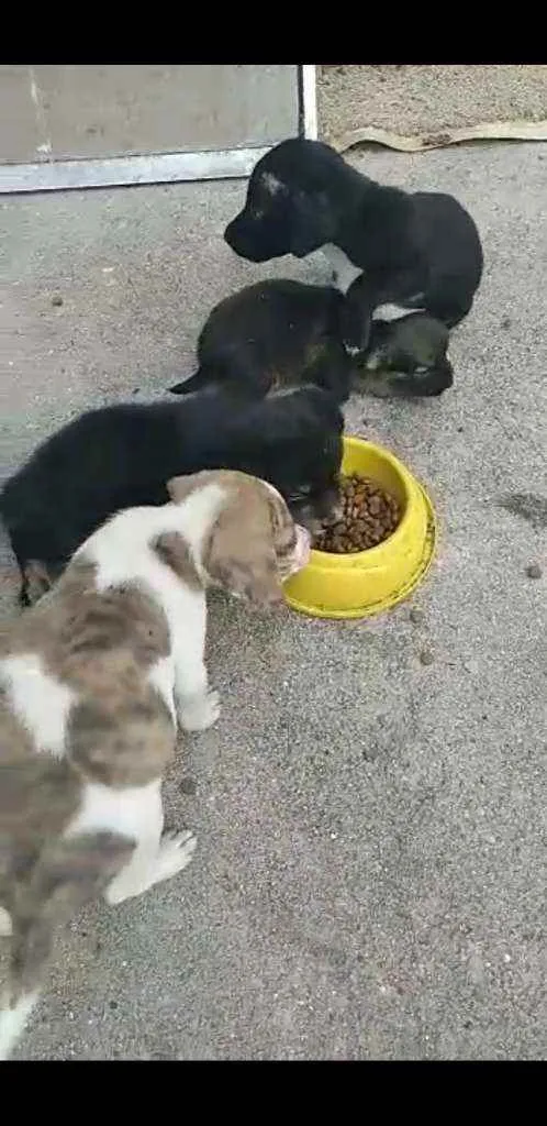 Cachorro raça Sem raça definida  idade 2 a 6 meses nome Sem nomes
