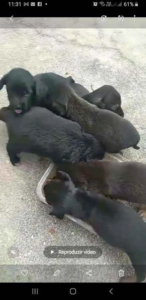 Cachorro raça Sem raça definida  idade 2 a 6 meses nome Sem nomes