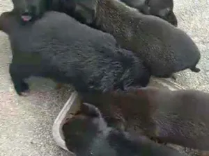 Cachorro raça Sem raça definida  idade 2 a 6 meses nome Sem nomes