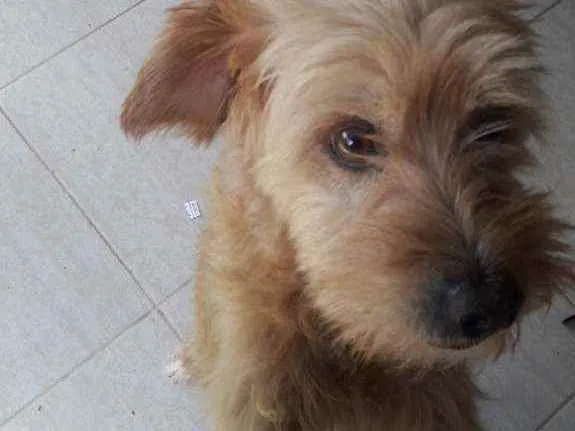 Cachorro ra a sdr idade 6 ou mais anos nome Marcelo e einstein 