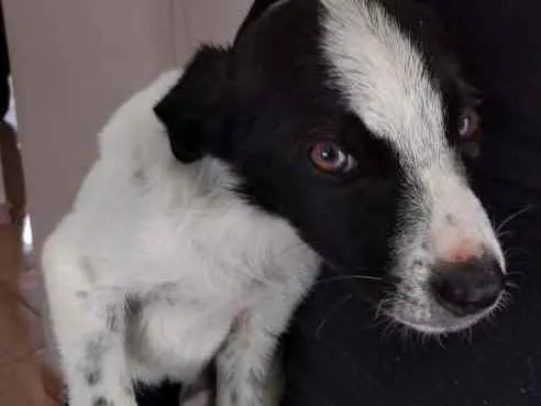 Cachorro ra a Sem raça idade 2 a 6 meses nome Sem nome