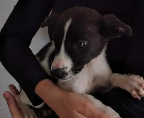 Cachorro ra a Sem raça idade 2 a 6 meses nome Sem nome