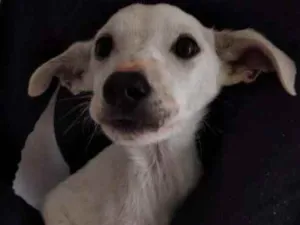 Cachorro raça Sem raça idade 2 a 6 meses nome Sem nome