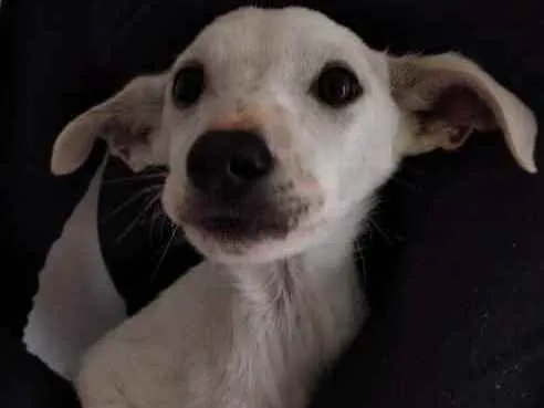 Cachorro ra a Sem raça idade 2 a 6 meses nome Sem nome