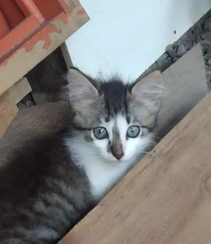 Gato ra a Nao definida idade Abaixo de 2 meses nome Ninhada de filhotes 