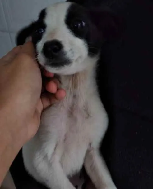 Cachorro ra a Sem raça idade 2 a 6 meses nome Sem nome