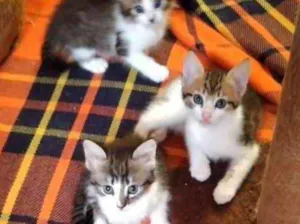 Gato raça Nao definida idade Abaixo de 2 meses nome Ninhada de filhotes 