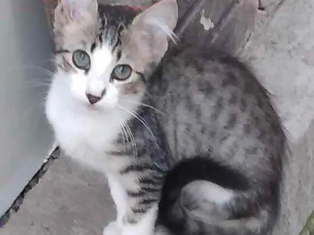 Gato ra a Nao definida idade Abaixo de 2 meses nome Ninhada de filhotes 