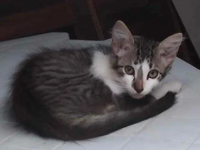 Gato ra a Nao definida idade Abaixo de 2 meses nome Ninhada de filhotes 