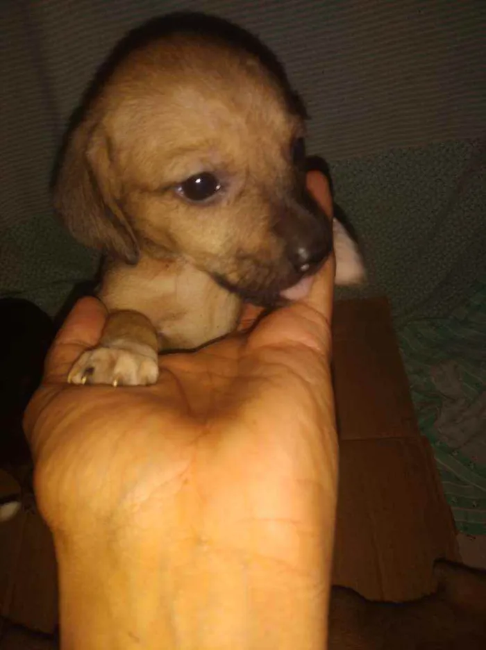 Cachorro raça mestiça idade Abaixo de 2 meses nome nao tem