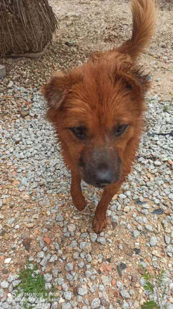 Cachorro ra a Vira lata com Chow Chow  idade 2 a 6 meses nome Sem nome ainda