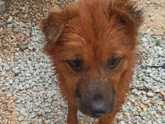 Cachorro ra a Vira lata com Chow Chow  idade 2 a 6 meses nome Sem nome ainda