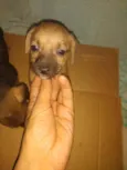 nao tem