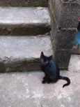 Femea adulta e crias