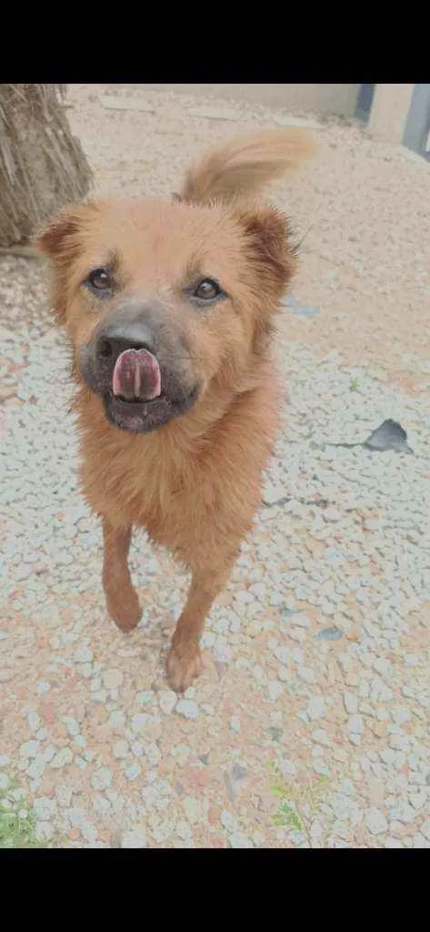 Cachorro ra a Vira lata com Chow Chow  idade 2 a 6 meses nome Sem nome ainda