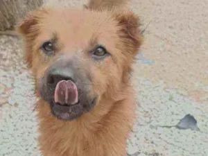 Cachorro raça Vira lata com Chow Chow  idade 2 a 6 meses nome Sem nome ainda