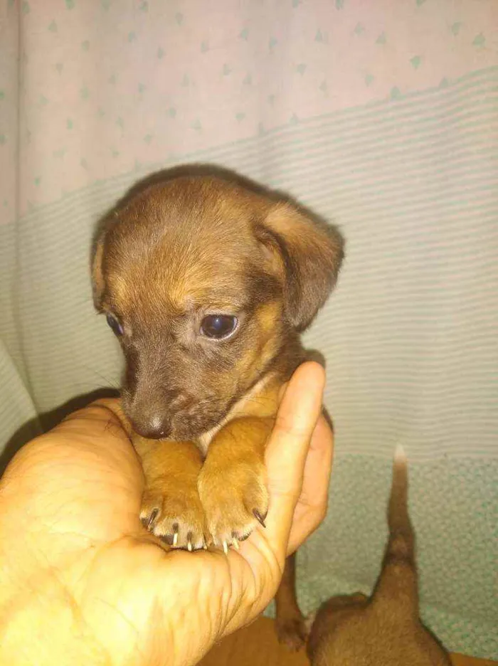 Cachorro raça mestiça idade Abaixo de 2 meses nome nao tem