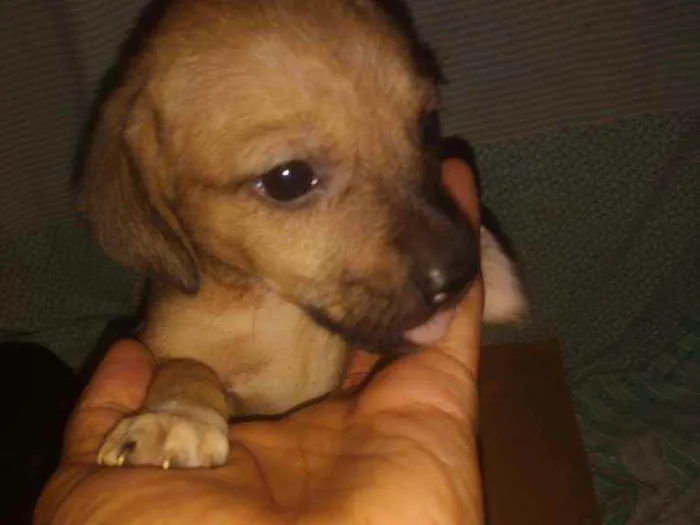 Cachorro raça mestiça idade Abaixo de 2 meses nome nao tem