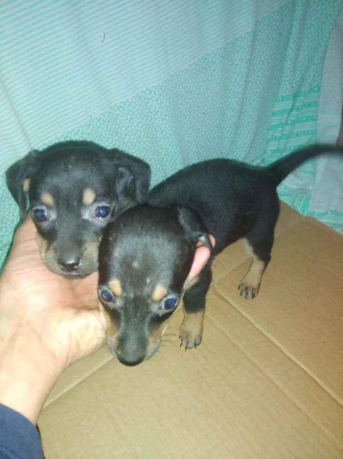 Cachorro raça mestiça idade Abaixo de 2 meses nome nao tem
