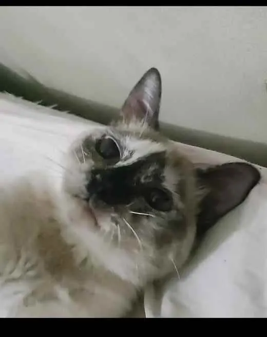 Gato ra a Siamês  idade 6 ou mais anos nome Thuilinha