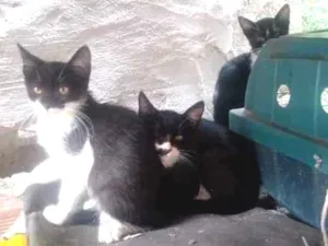 Gato raça Indefinida idade 2 a 6 meses nome Femea adulta e crias