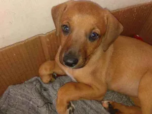 Cachorro raça SRD idade Abaixo de 2 meses nome Daisy