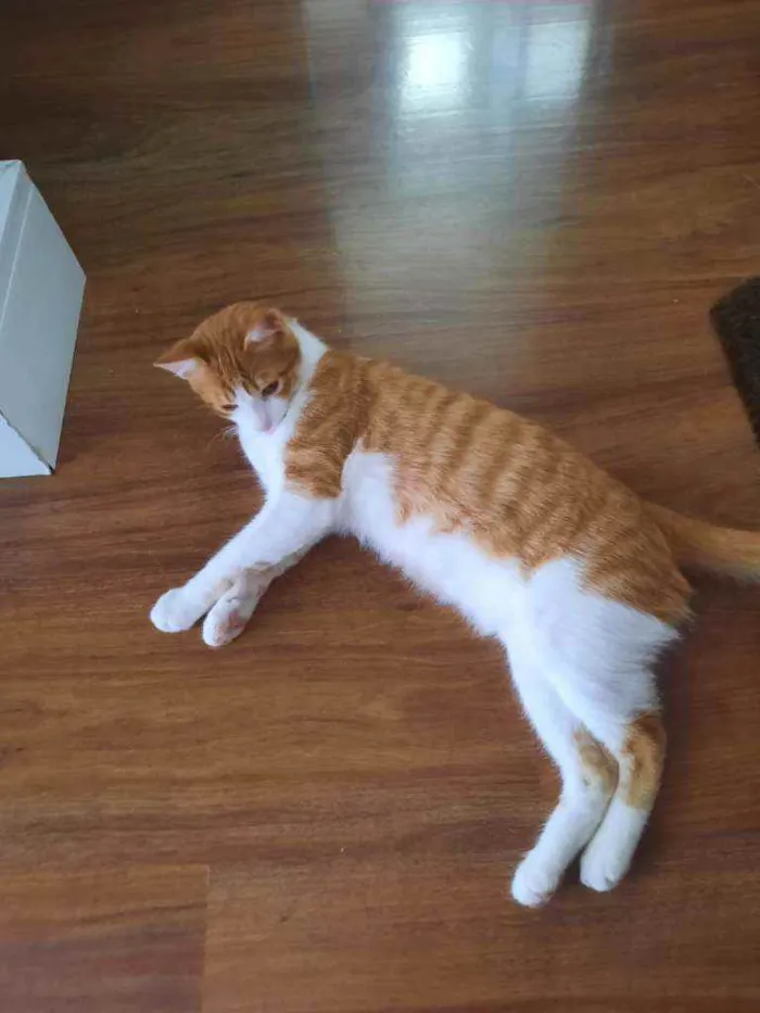 Gato ra a SRD idade 2 a 6 meses nome Laion e Lili