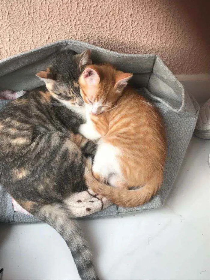 Gato ra a SRD idade 2 a 6 meses nome Laion e Lili