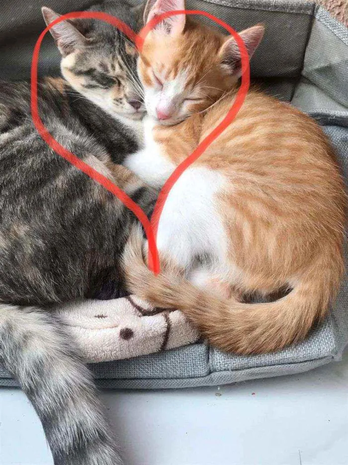 Gato ra a SRD idade 2 a 6 meses nome Laion e Lili