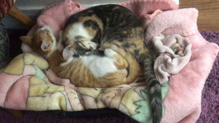 Gato ra a SRD idade 2 a 6 meses nome Laion e Lili