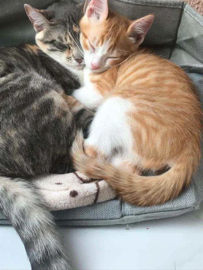 Gato ra a SRD idade 2 a 6 meses nome Laion e Lili