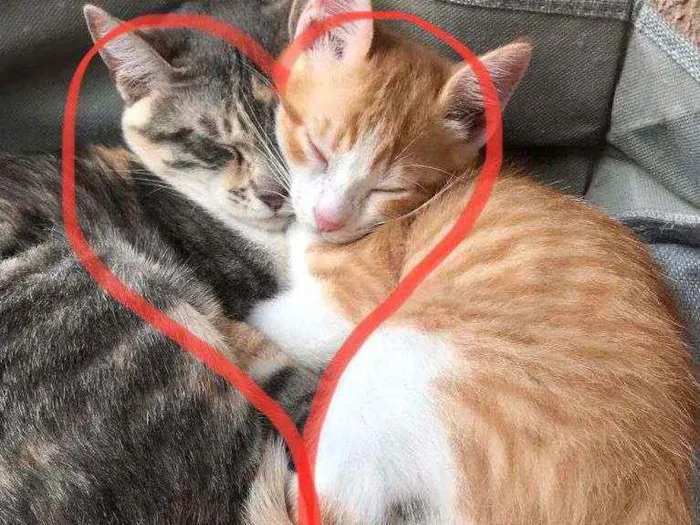 Gato ra a SRD idade 2 a 6 meses nome Laion e Lili