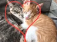 Laion e Lili