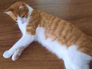 Gato raça SRD idade 2 a 6 meses nome Laion e Lili