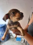 Não tem