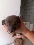 Não tem
