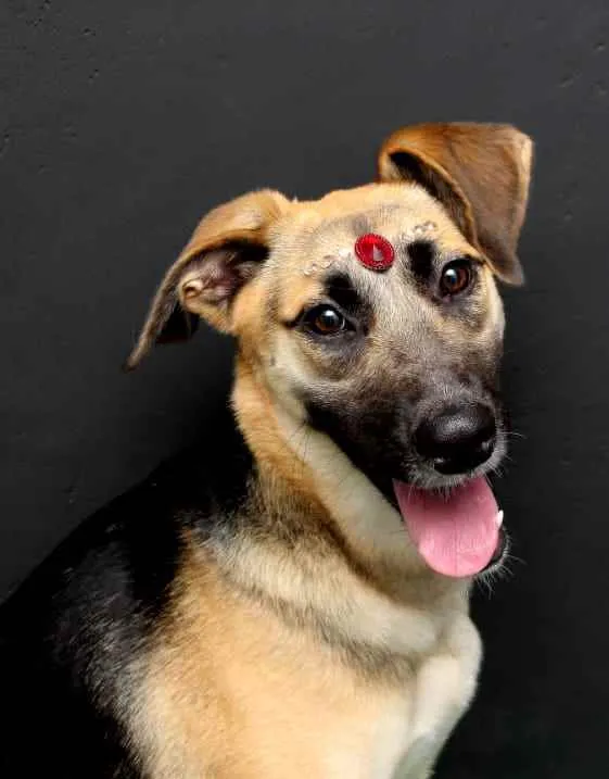 Cachorro ra a Mestiçar Pastor Alemão  idade 2 anos nome Grace