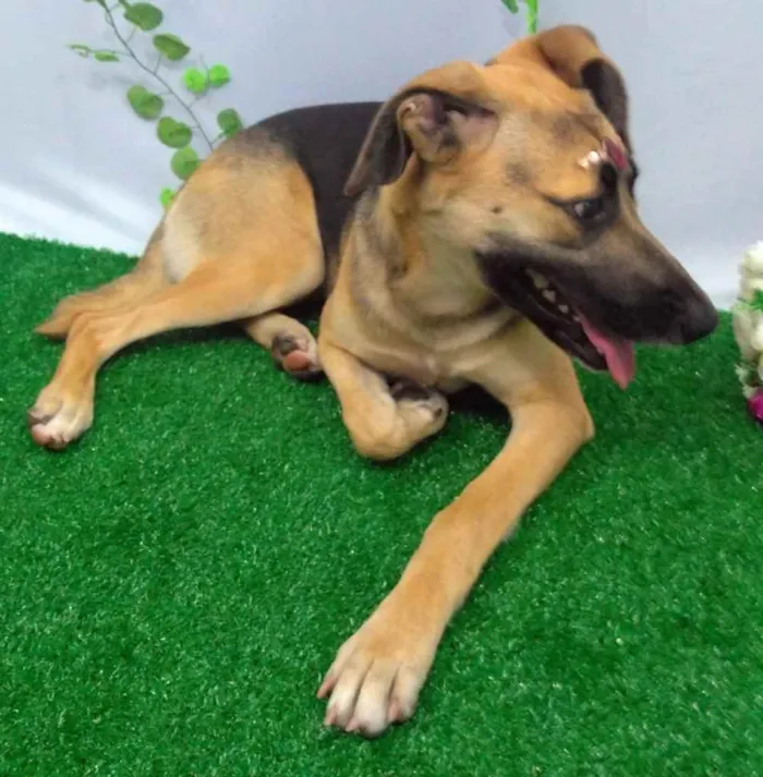 Cachorro ra a Mestiçar Pastor Alemão  idade 2 anos nome Grace