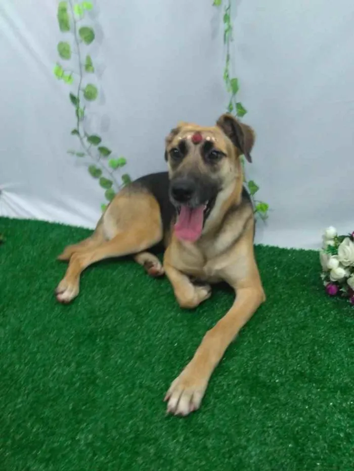 Cachorro ra a Mestiçar Pastor Alemão  idade 2 anos nome Grace
