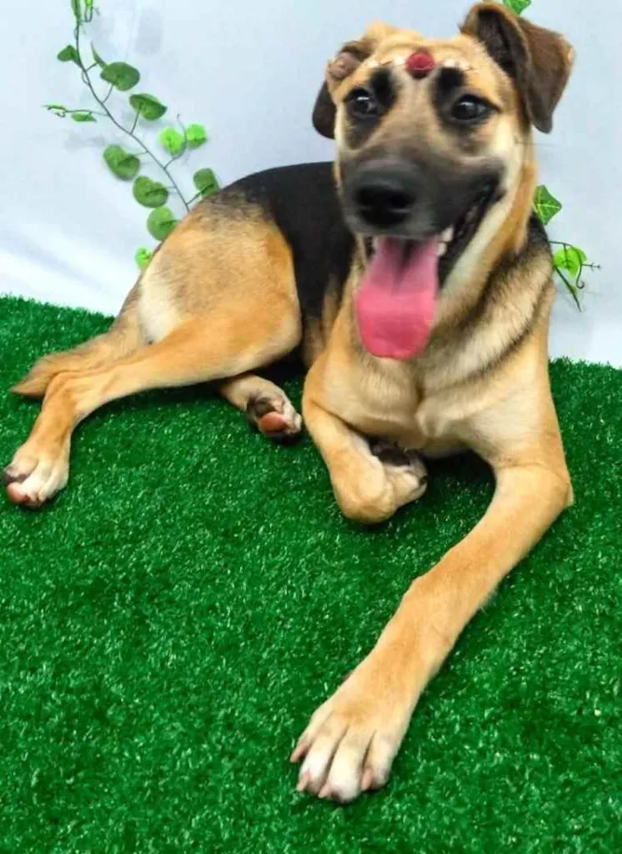 Cachorro ra a Mestiçar Pastor Alemão  idade 2 anos nome Grace