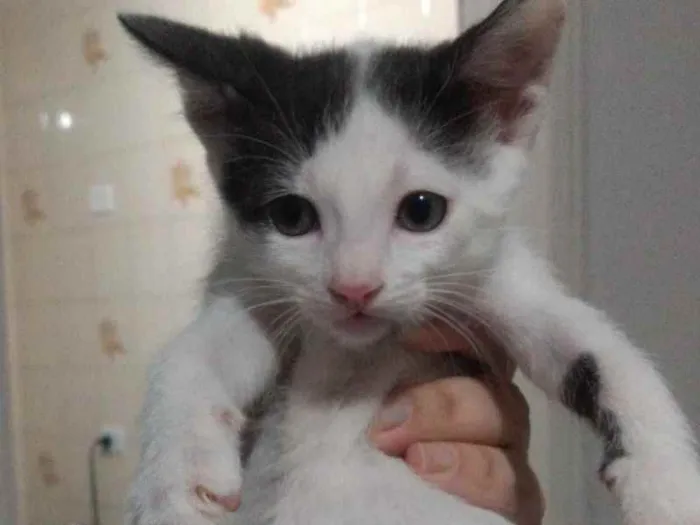 Gato raça SRD idade 2 a 6 meses nome Randall 