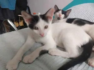 Gato raça SRD idade 2 a 6 meses nome Randall 
