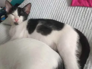 Gato raça SRD idade 2 a 6 meses nome Wazowski